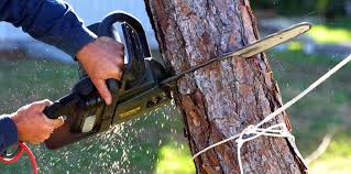 Reliable Gages Lake, IL Tree Services Solutions