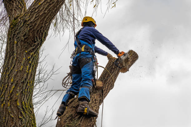 Best Hedge Trimming  in Gages Lake, IL